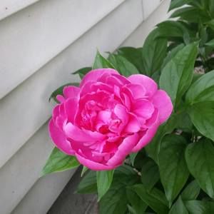 Meet your Posher, Tasha